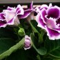 Sinningia Gloxinia Flower Bonsai 200 Seeds
