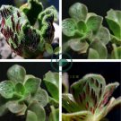 Aeonium smithii Succulent Plant 40 Seeds