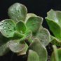 Aeonium smithii Succulent Plant 40 Seeds