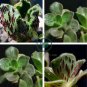 Aeonium smithii Succulent Plant 200 Seeds