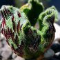 Aeonium smithii Succulent Plant 200 Seeds