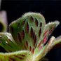 Aeonium smithii Succulent Plant 200 Seeds