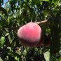 Sweet Pink Red Peach Tree 20 Seeds