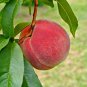 Sweet Pink Red Peach Tree 20 Seeds