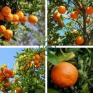 Sweet Citrus Tangerina 40 Seeds