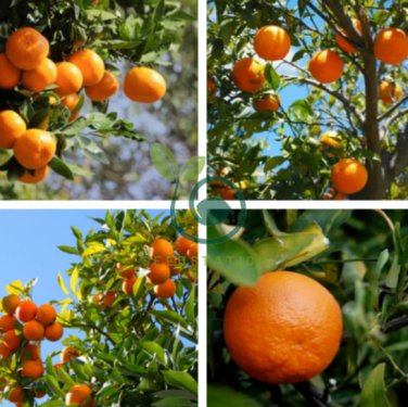Sweet Citrus Tangerina 40 Seeds
