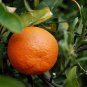 Sweet Citrus Tangerina 40 Seeds