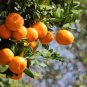 Sweet Citrus Tangerina 40 Seeds