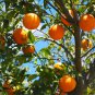 Sweet Citrus Tangerina 40 Seeds
