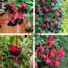 Hardy Climbing Fuchsia 'Lady in Black'  100 Seeds