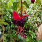 Hardy Climbing Fuchsia 'Lady in Black'  100 Seeds