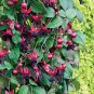 Hardy Climbing Fuchsia 'Lady in Black'  100 Seeds