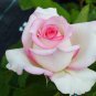 'Moonstone' Hydrid White Pink Rose Bonsai Flowers 100 Seeds