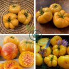 'Aunt Gertie's Gold' Organic Yellow Beefsteak Heirloom Tomato 200 Seeds