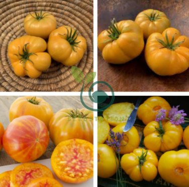 'Aunt Gertie's Gold' Organic Yellow Beefsteak Heirloom Tomato 200 Seeds