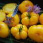 'Aunt Gertie's Gold' Organic Yellow Beefsteak Heirloom Tomato 200 Seeds
