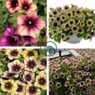 Casctus Autumn Mystery Petunia Plants Flower 200 Seeds