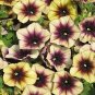 Casctus Autumn Mystery Petunia Plants Flower 200 Seeds