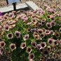 Casctus Autumn Mystery Petunia Plants Flower 200 Seeds