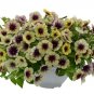 Casctus Autumn Mystery Petunia Plants Flower 200 Seeds