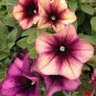 Casctus Autumn Mystery Petunia Plants Flower 200 Seeds