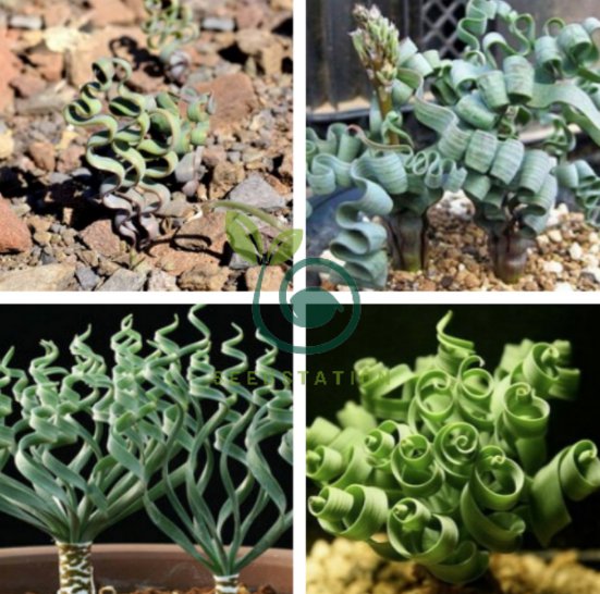 Trachyandra Flexifolia 2 Seeds