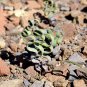 Trachyandra Flexifolia 2 Seeds