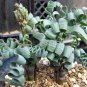 Trachyandra Flexifolia 2 Seeds