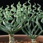Trachyandra Flexifolia 2 Seeds