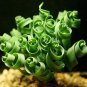 Trachyandra Flexifolia 2 Seeds