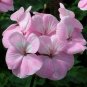 Purely Light Pink Compact Rosebuds 20 Seeds