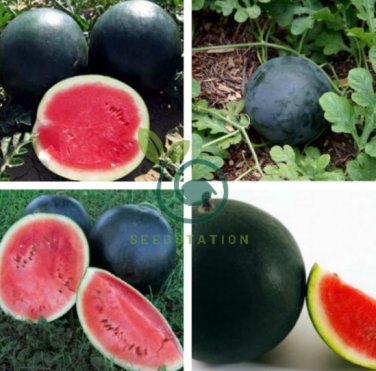 Big Black Yellow Skin Red Inside Watermelon 20 Seeds
