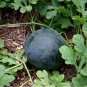 Big Black Yellow Skin Red Inside Watermelon 20 Seeds