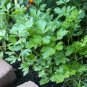 Four Seasons Parsley 320 Seeds