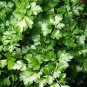 Four Seasons Parsley 320 Seeds