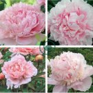 Rare Many Petaled Bowl-shaped Pink Peony 10 Seeds