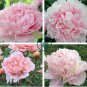 Rare Many Petaled Bowl-shaped Pink Peony 10 Seeds