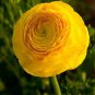 Aprrox Beautiful Flowering Blubs'Ranunculus-Persian Buttercup' 40 Seeds