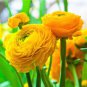 Aprrox Beautiful Flowering Blubs'Ranunculus-Persian Buttercup' 40 Seeds
