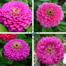 Beautiful Purple Fireball Zinnia Flower 100 Seeds