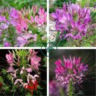 Rare Beautiful Drunk Butterfly Flower 120 Seeds