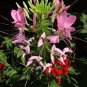 Rare Beautiful Drunk Butterfly Flower 120 Seeds