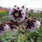 Double Columbines Aquilegia 40 Seeds