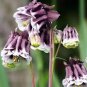 Double Columbines Aquilegia 40 Seeds