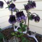 Double Columbines Aquilegia 40 Seeds