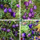 Australia Heirloom Purple Apple-berry 20 Seeds