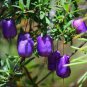 Australia Heirloom Purple Apple-berry 20 Seeds