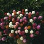 Higro Mix Gomphrena Globe Amaranth Flowers 60 Seeds