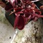 Red Dionaea muscipula 200 Seeds