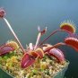Red Dionaea muscipula 200 Seeds